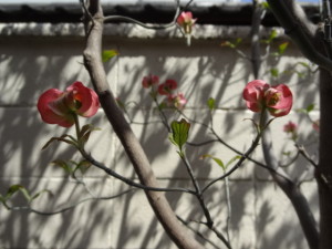 DSC04397